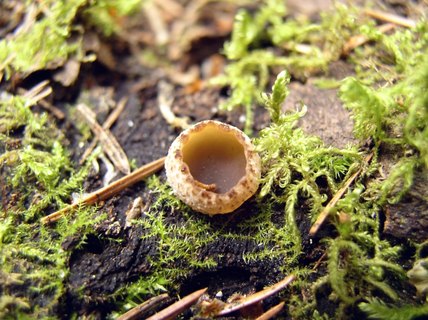 Peziza varia