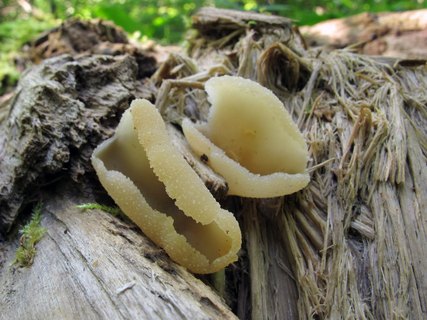 Peziza varia