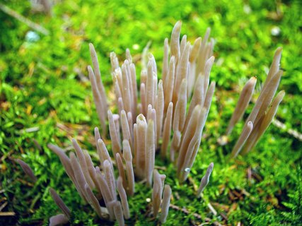 Alloclavaria purpurea
