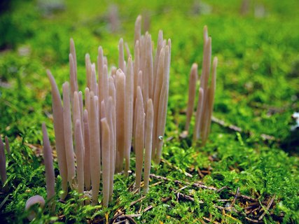 Alloclavaria purpurea