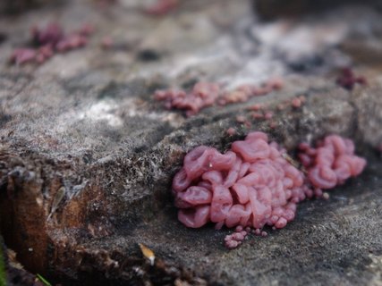 Ascocoryne sarcoides