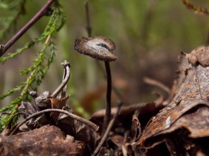 Auriscalpium vulgare