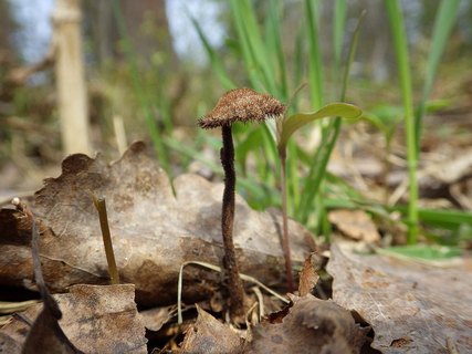 Auriscalpium vulgare