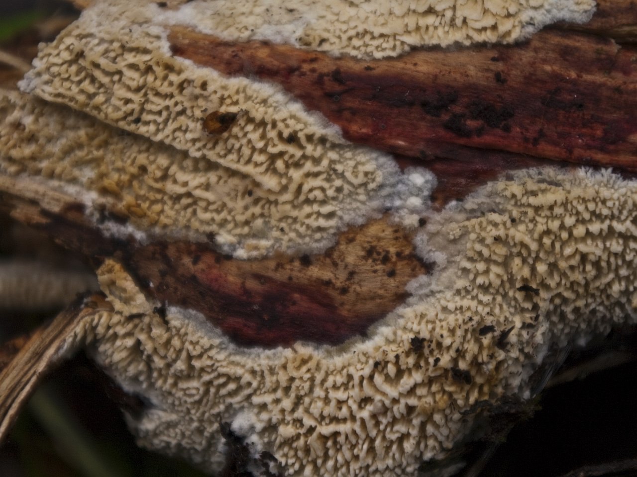 Basidioradulum