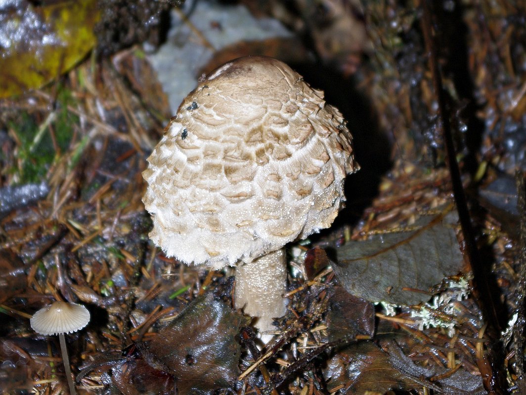 Chlorophyllum rachodes