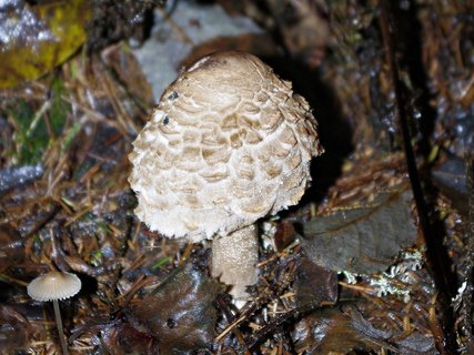 Chlorophyllum rachodes