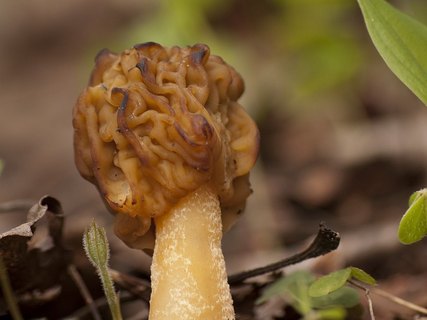 Verpa bohemica