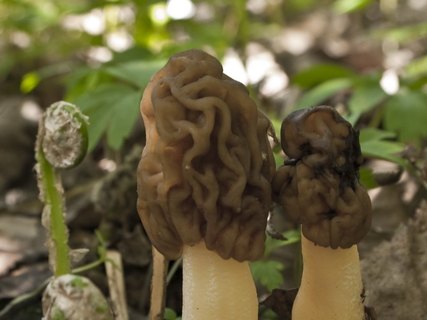 Verpa bohemica