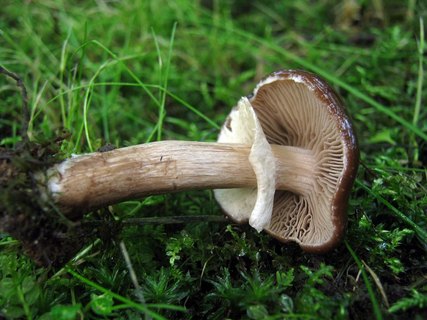 Agrocybe erebia