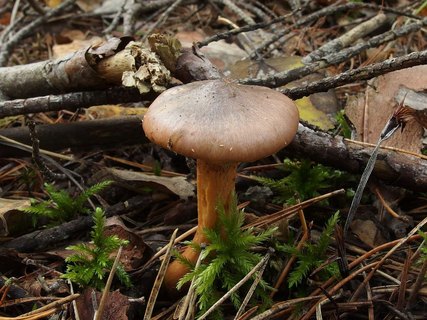 Chroogomphus rutilus