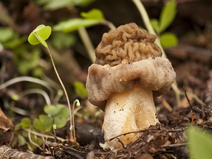 Verpa bohemica