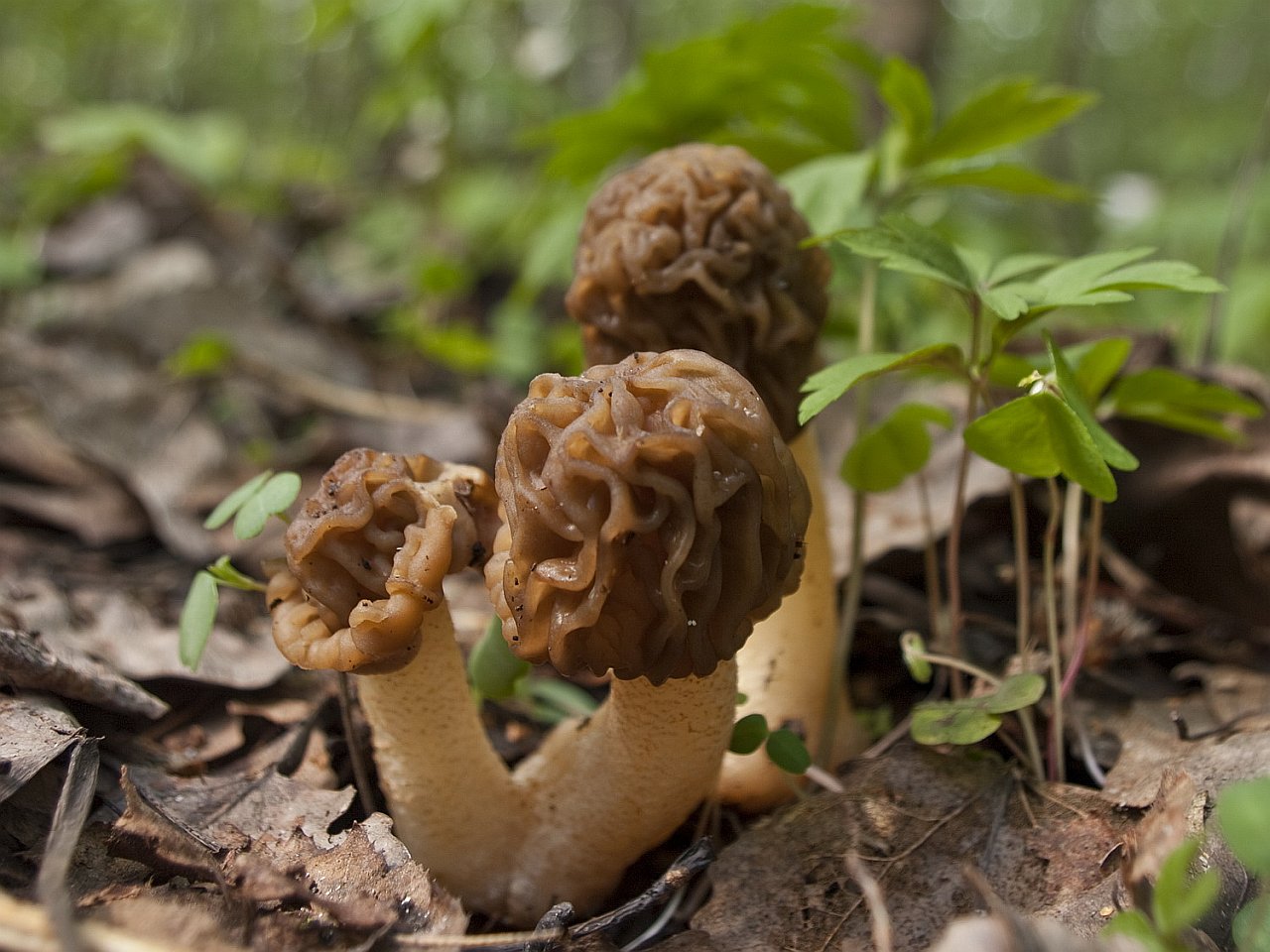 Verpa bohemica