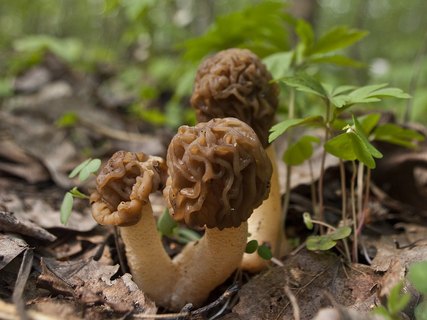 Verpa bohemica
