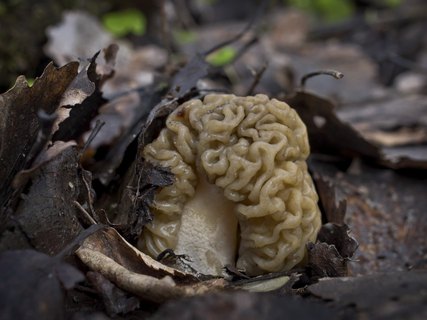 Verpa bohemica
