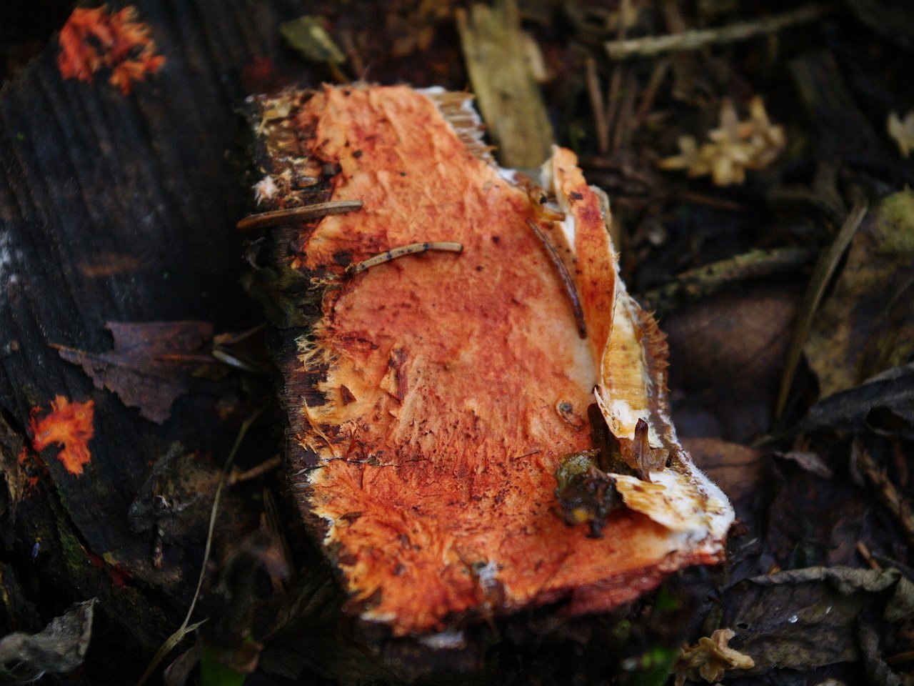 Phanerochaete