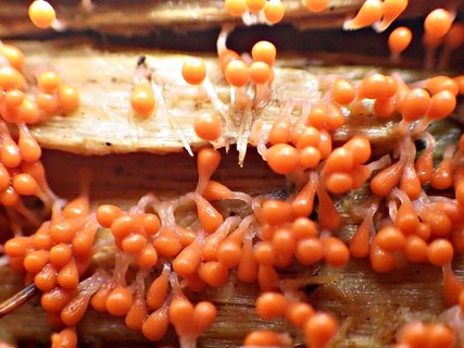 Trichia decipiens