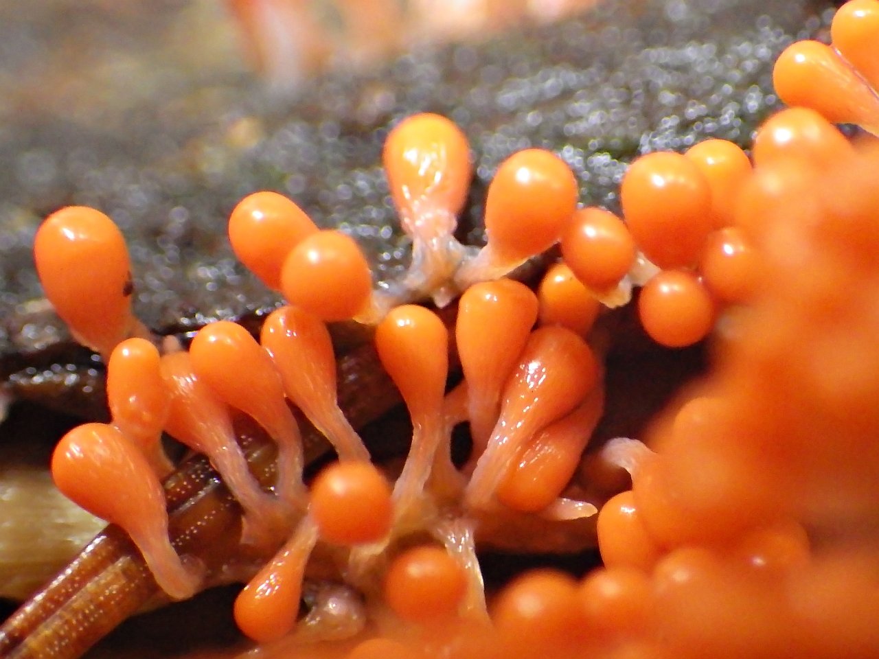 Trichia decipiens