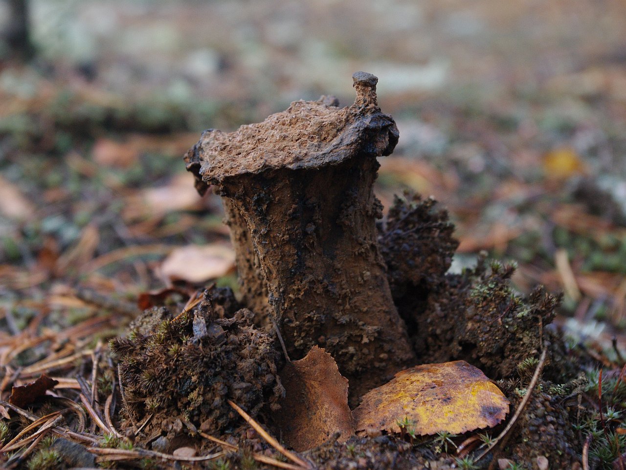 Pisolithus tinctorius