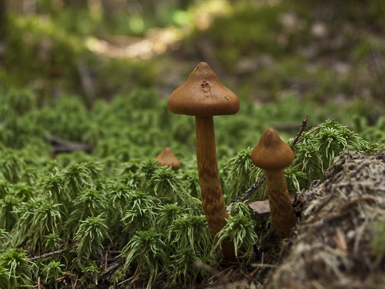 Cortinarius rubellus