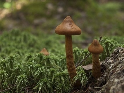 Cortinarius rubellus
