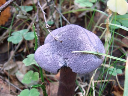 Cortinarius violaceus