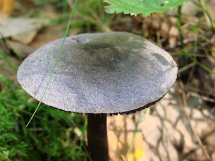 Cortinarius violaceus