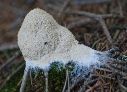 Fuligo cinerea