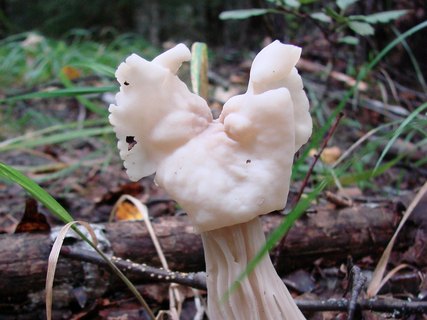 Helvella crispa