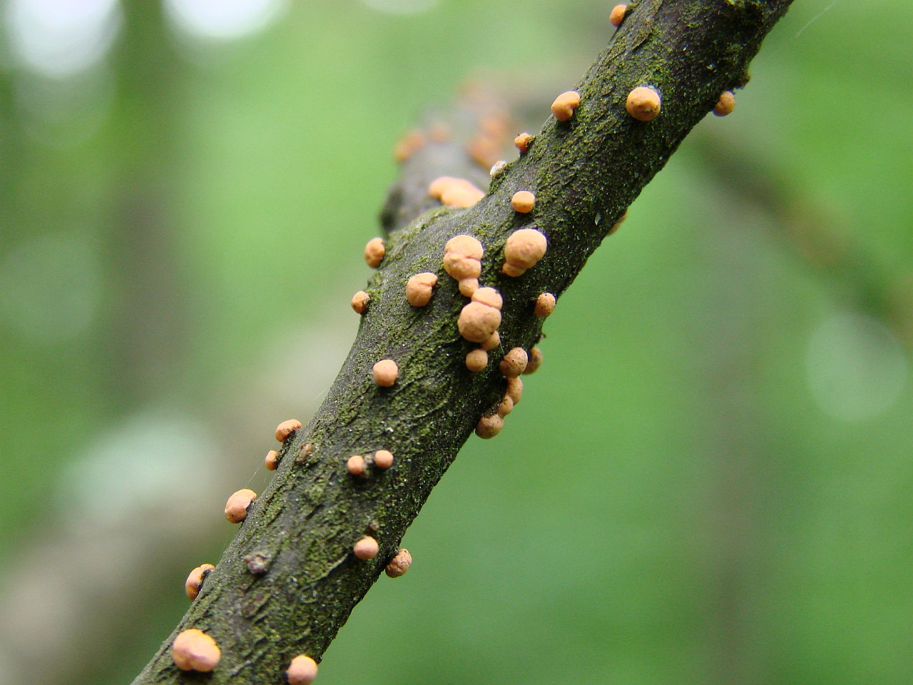 Nectria cinnabarina