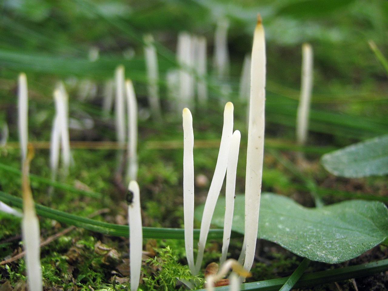 Clavaria