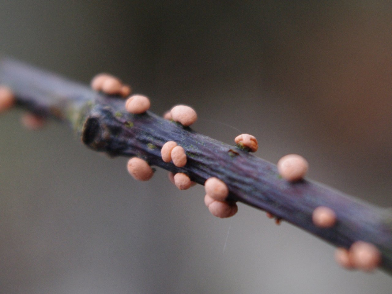 Nectria cinnabarina