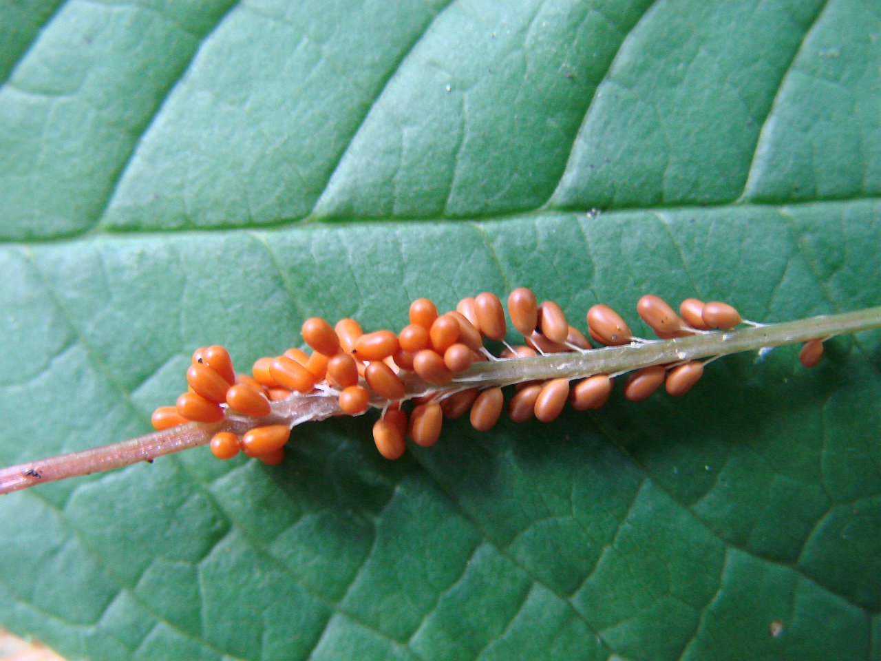 Leocarpus fragilis