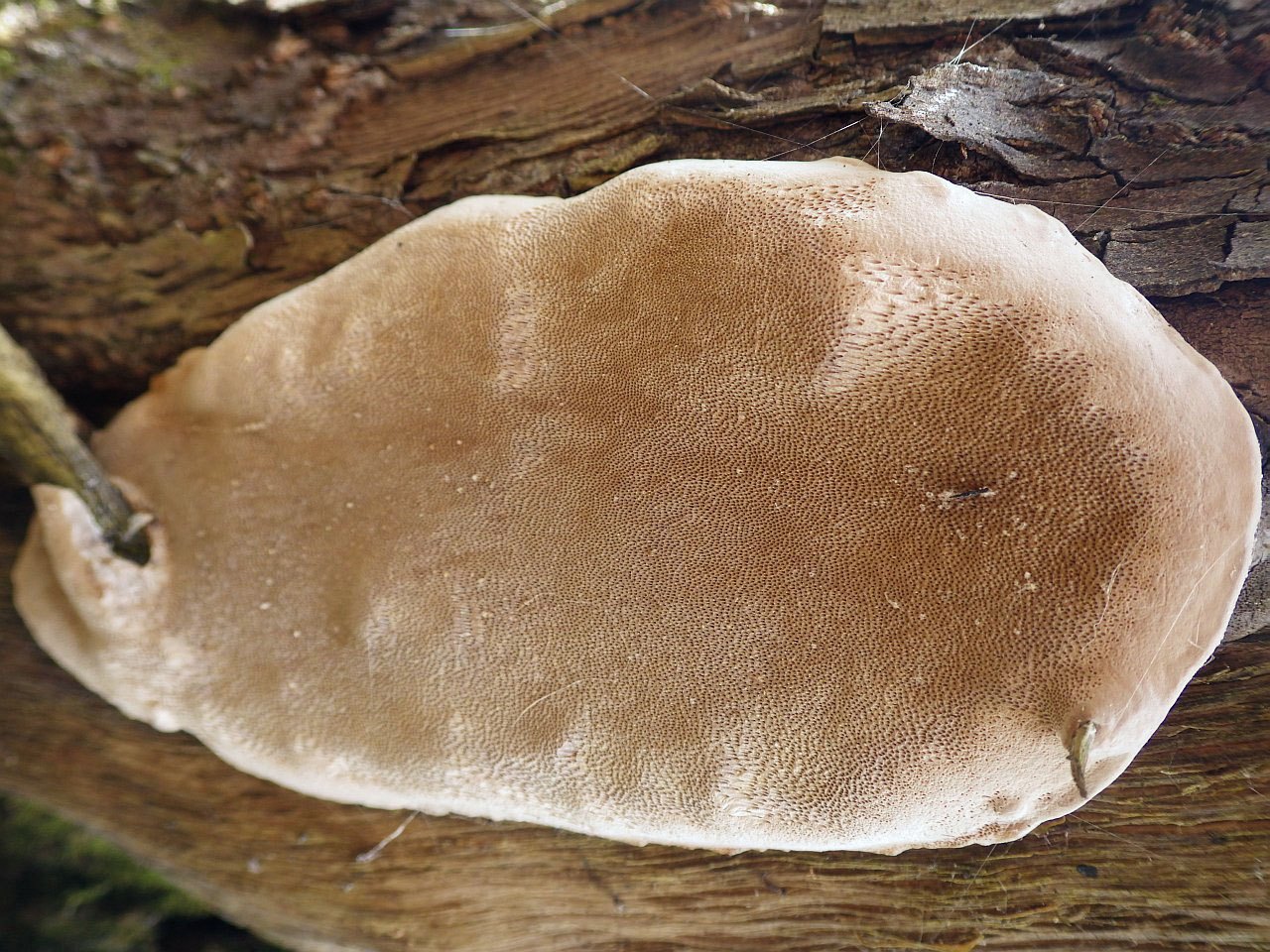 Phellinus