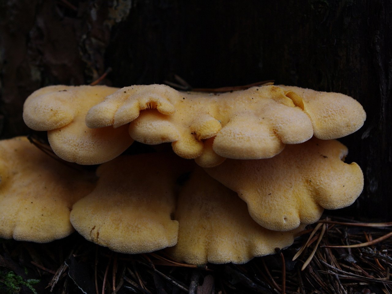 Phyllotopsis