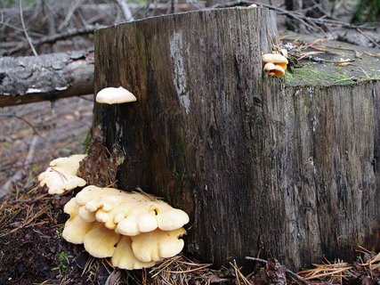 Phyllotopsis nidulans