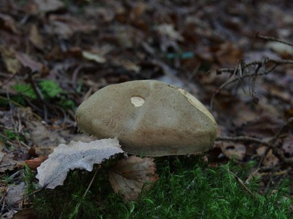 Boletus subtomentosus