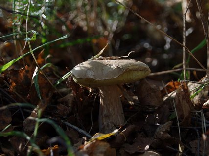 Boletus subtomentosus