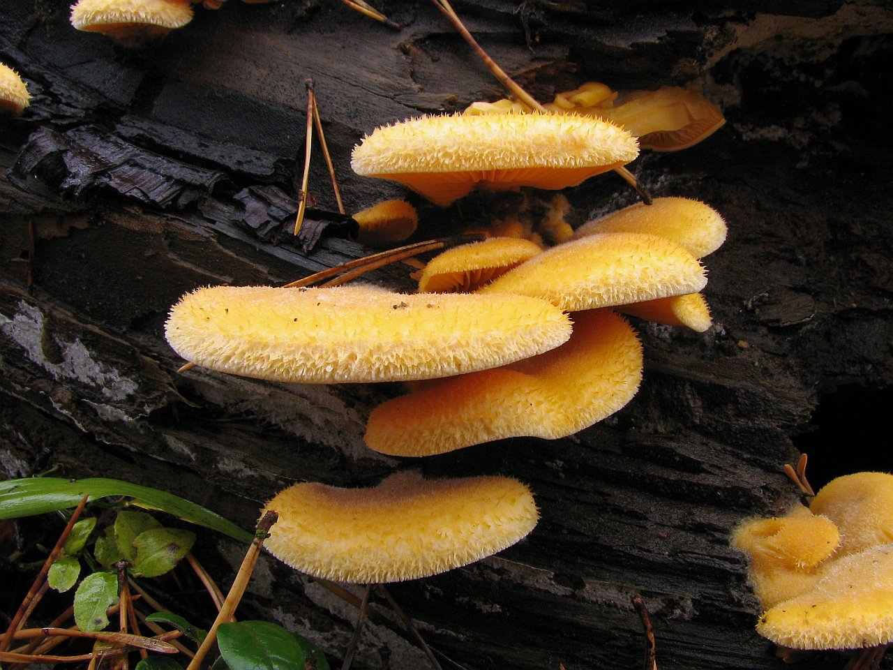 Phyllotopsis nidulans
