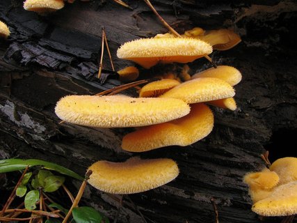 Phyllotopsis nidulans