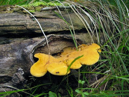 Phyllotopsis nidulans