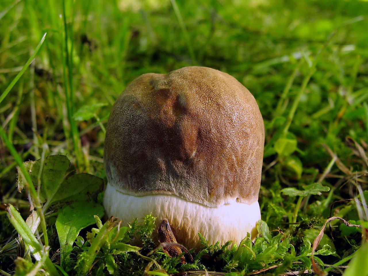 Boletus reticulatus