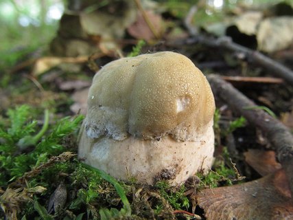 Boletus reticulatus