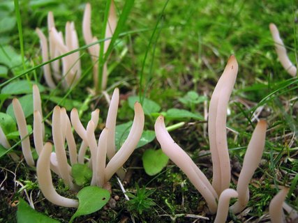 Clavaria fragilis