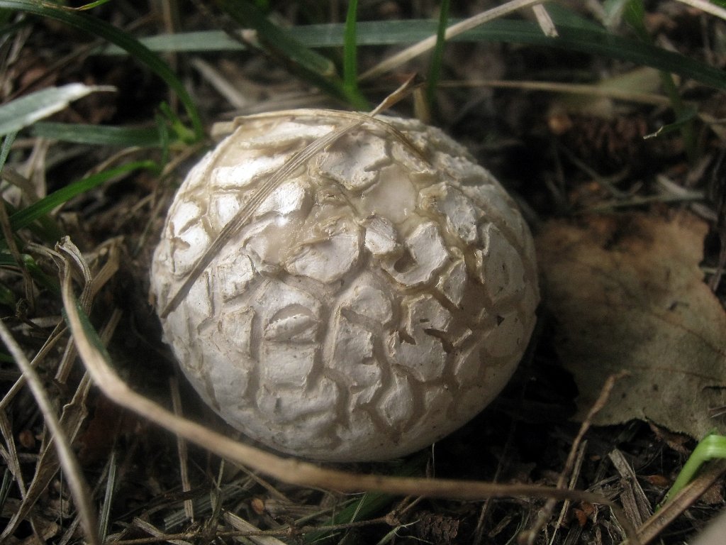 Bovista plumbea