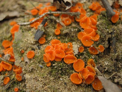 Byssonectria terrestris