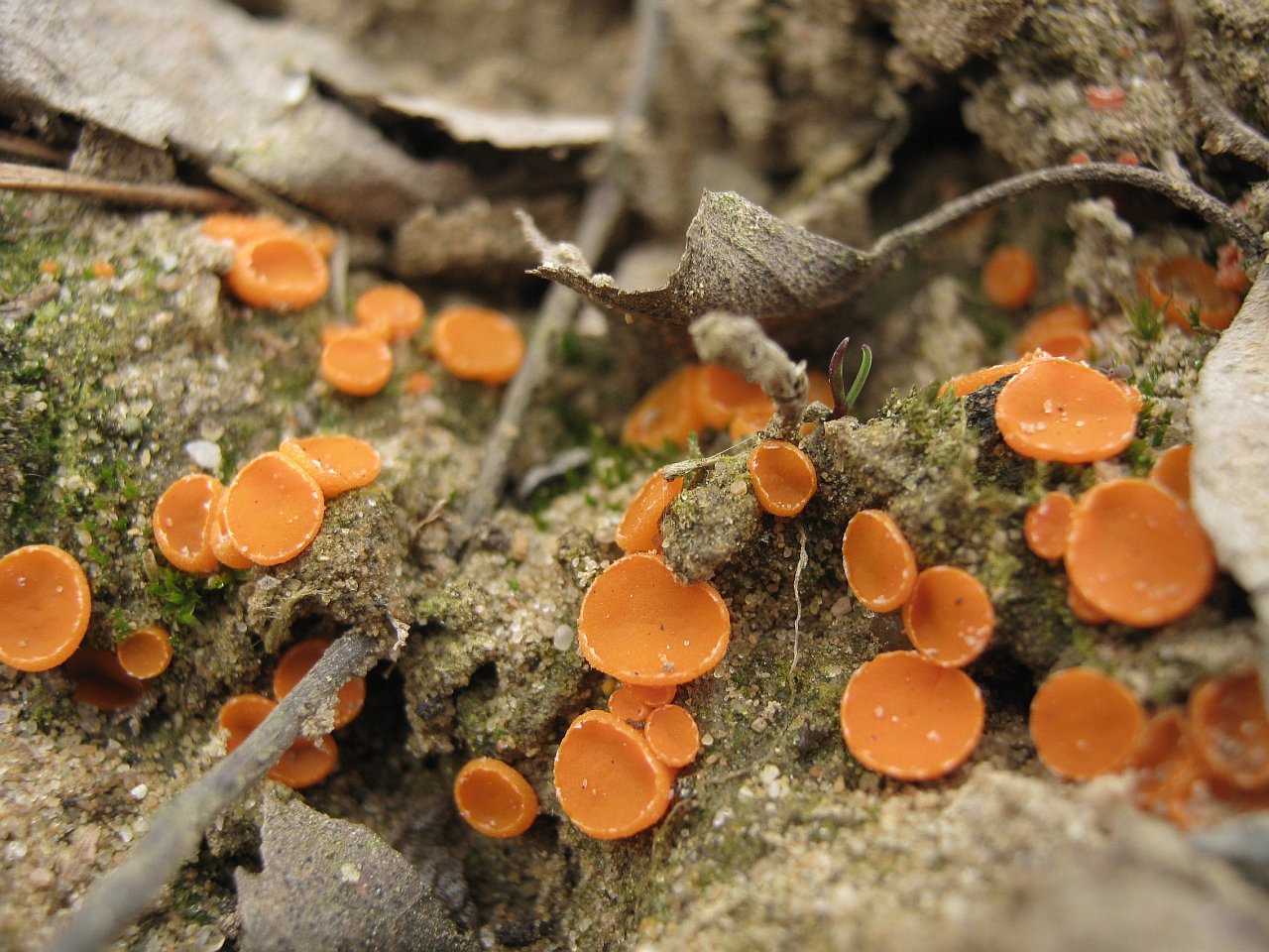 Byssonectria terrestris