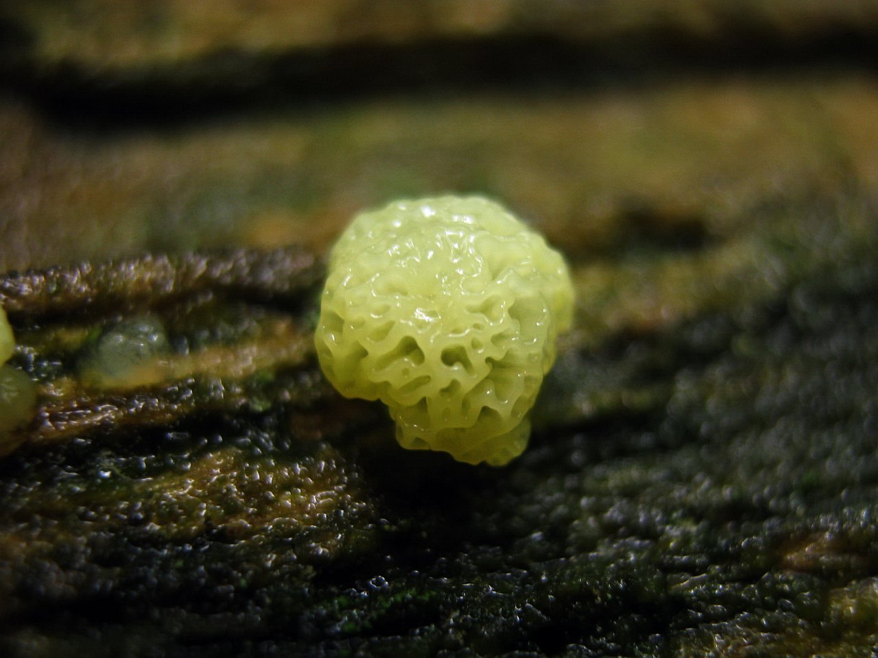 Ceratiomyxa porioides