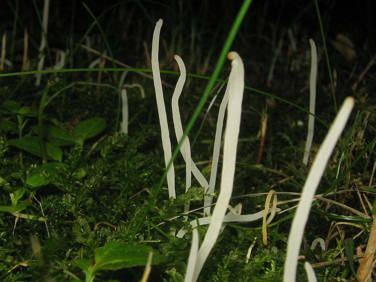 Clavaria fragilis