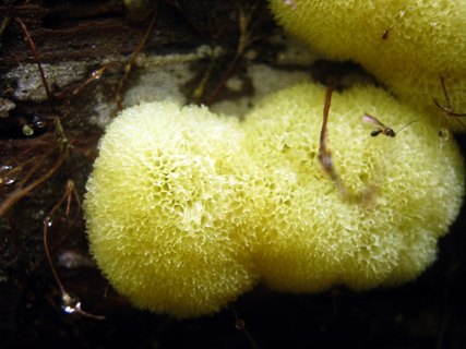 Ceratiomyxa porioides