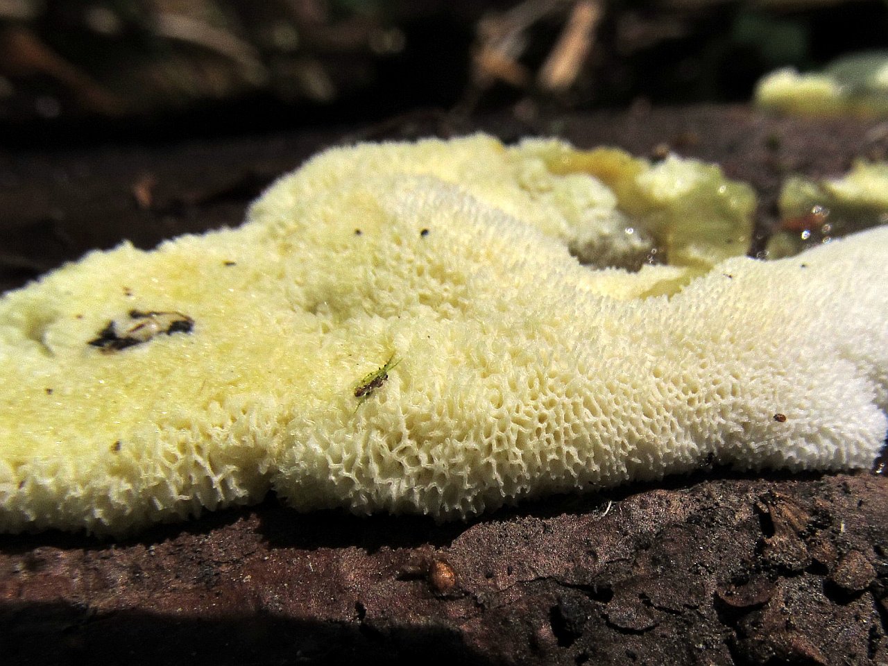 Ceratiomyxa porioides